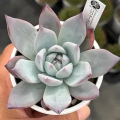 ★土プラポット・速達付！★コロラータルーフ実生 多肉植物 レオゴンザレスさん苗自家受粉実生苗のサムネイル
