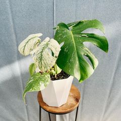 現品］【希少】1番 ドラセナ ハワイアンサンシャイン 8号 観葉植物