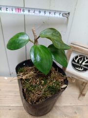ワイルド株｜斑入ザミオクルカス ザミイフォリア｜希少｜タイ産 - メルカリ