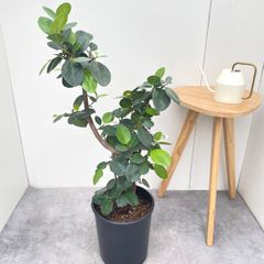 観葉植物 ガジュマル 曲がり仕立て 陶器鉢 植え込み発送 - メルカリ
