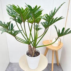 アガベ トゥルービューティー 2【現品】☆希少☆ 観葉植物 多肉植物