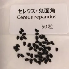 セレウス・鬼面角 種子50粒 Cereus repandus 柱サボテンのサムネイル