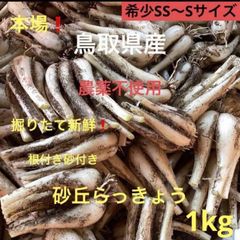 初物❗️鳥取県産 農薬不使用 砂丘らっきょう らっきょう 初物 鳥取砂丘らっきょう 1kg 農薬不使用 - メルカリ