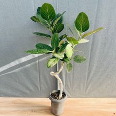 現品］【希少】1番 ドラセナ ハワイアンサンシャイン 8号 観葉植物