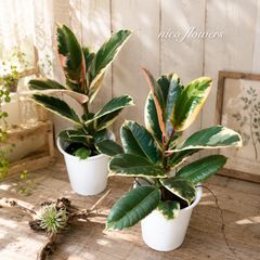 フィカス♡メラニー♡ゴムの木♡観葉植物♡ - メルカリ