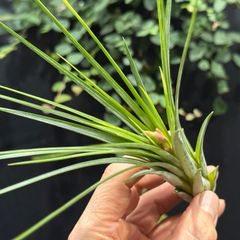 メルカリ便】珍！ホシクサsp.キンバリーナロー 超大株 1株 直径12cm