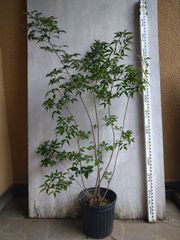 美しい葉色 芸術品 モミジ ゲイシャゴーンワイルド 828 樹高1.5m位