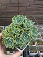 エケベリア　多肉植物　★たぶん七福神　★2カットのサムネイル