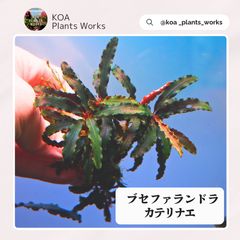 ホシクサ・クチホワイト 水中葉1株 アクアリウム 水草 - メルカリ