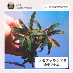ブセファランドラsp.カテリナエ 1株 アクアリウム 水草 Bucephalandraのサムネイル