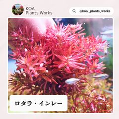 ホシクサ・クチホワイト 水中葉1株 アクアリウム 水草 - メルカリ