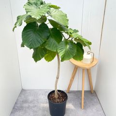 フィカス ウンベラータ 10号 152cm S-shaped tree form - メルカリ