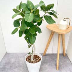 フィカス・ベンガレンシス 140cm 8号 S-shaped tree form - メルカリ