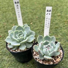 2026年最新】ぼのぼのさん苗 凛花の人気アイテム - メルカリ