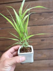 希少 錦藤（にしきふじ） 藤 斑入り藤 - メルカリ