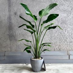 定価3.6万 本物そっくりストレチア大物フェイクグリーンモンステラ