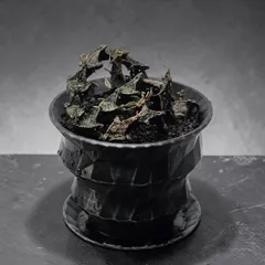 セロペギア ボッセリ 特選鉢仕立て (Ceropegia bosseri)のサムネイル