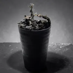 セロペギア ボッセリ  (Ceropegia bosseri)のサムネイル