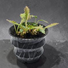 セロペギア ボッセリ 希少 珍奇植物 希少 珍奇植物 セロペギア・ボッセリ (Ceropegia bosseri) 4号鉢