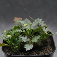 セロペギア ボッセリ 希少 珍奇植物 希少 珍奇植物 セロペギア・ボッセリ (Ceropegia bosseri) 4号鉢