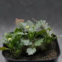 ドルステニア ホルウッディ (Dorstenia horwoodii)のサムネイル