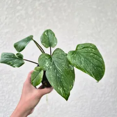 《Homalomena rubescens variegated 》ホマロメナ・ルベッセンス・バリエガータ　観葉植物 葉色 アロイドのサムネイル