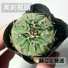 サボテン　ギムノカリキウム　黒刺鳳頭　鉢ごと発送のサムネイル