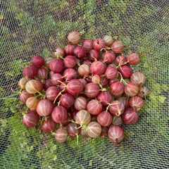 青森県産　無農薬　西洋すぐり　1kgのサムネイル