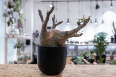 ボスウェリア・ネグレクタ - メルカリ