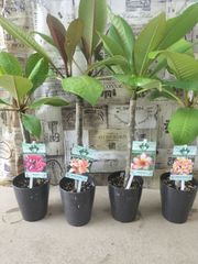 プルメリア⭐️JUNGLEJACKS⭐️PREMIUM⭐️5号6鉢セット㋐分枝品
