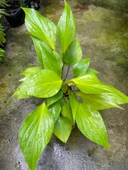 ホマロメナ・レモンライム　3号　観葉植物　希少品種　丈夫　育てやすい　初心者　インテリア　グリーン　屋内　斑入り　キレイ　ショップ　リビング　カフェ　オフィスのサムネイル