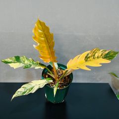 Monstera Deliciosa Super Golden モンステラ デリシオーサ黄金葉