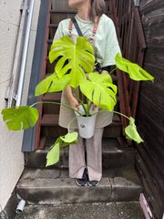 ガジュマル 昇り龍 7寸鉢 観葉植物 ラベルA - メルカリ