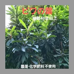 ◆ビワの葉◆【農薬不使用】✤効能たっぷりの古葉のサムネイル