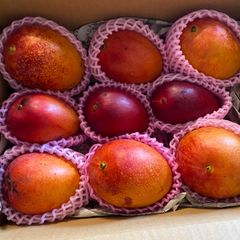完熟】宮崎特大ミニマンゴー 6玉 1.2kg 家庭用 - メルカリ