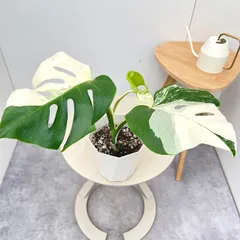 モンステラ　ボルシギアナ　斑入り　ホワイトタイガー　55【現品】☆希少☆ 観葉植物　室内　5号のサムネイル