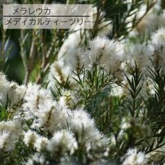 花苗】メラレウカ メディカルティーツリー ② 5号鉢 メルカリ便発送