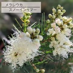 花苗】メラレウカ メディカルティーツリー ② 5号鉢 メルカリ便発送