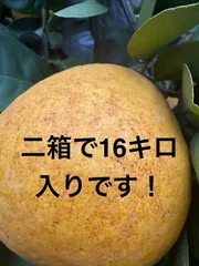 愛媛県産　河内晩柑　訳あり　約16㎏のサムネイル