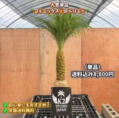 ココスヤシ シルバーリーフ 1本｜南国リゾート庭木 シンボルツリー