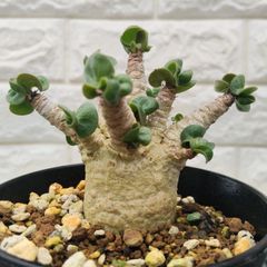 ドルステニア 綴化a モンストローサ フォエチダ クリスタータ 希少