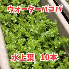 ②水草　ウォーターバコパ10本　水上葉　丈夫な水草　低光量　CO2無添加　初心者おすすめ　アクアリウム　水草レイアウト　ビオトープ　無農薬　ネコポスのサムネイル