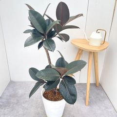 フィロデンドロン ジャイアントザナドゥ 幹上がり 10【現品】観葉植物