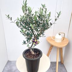 フィロデンドロン ジャイアントザナドゥ 幹上がり 10【現品】観葉植物