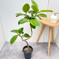 フィロデンドロン　ジャイアントザナドゥ　幹上がり　10【現品】観葉植物　室内 フィロデンドロン ジャイアントザナドゥ 幹上がり 10【現品】観葉植物