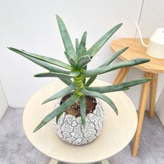 フィロデンドロン ジャイアントザナドゥ 幹上がり 10【現品】観葉植物