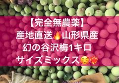 山形県産幻の谷沢梅 1キロ 青梅 初熟 追熟梅 MLサイズ 梅シロップ