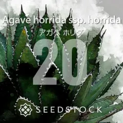 [種子] アガベ ホリダ 20粒｜SEEDSTOCKのサムネイル