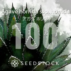 [種子] アガベ ホリダ 100粒｜SEEDSTOCKのサムネイル