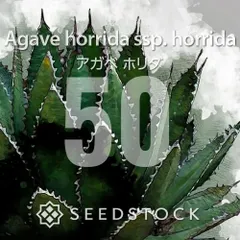[種子] アガベ ホリダ 50粒｜SEEDSTOCKのサムネイル